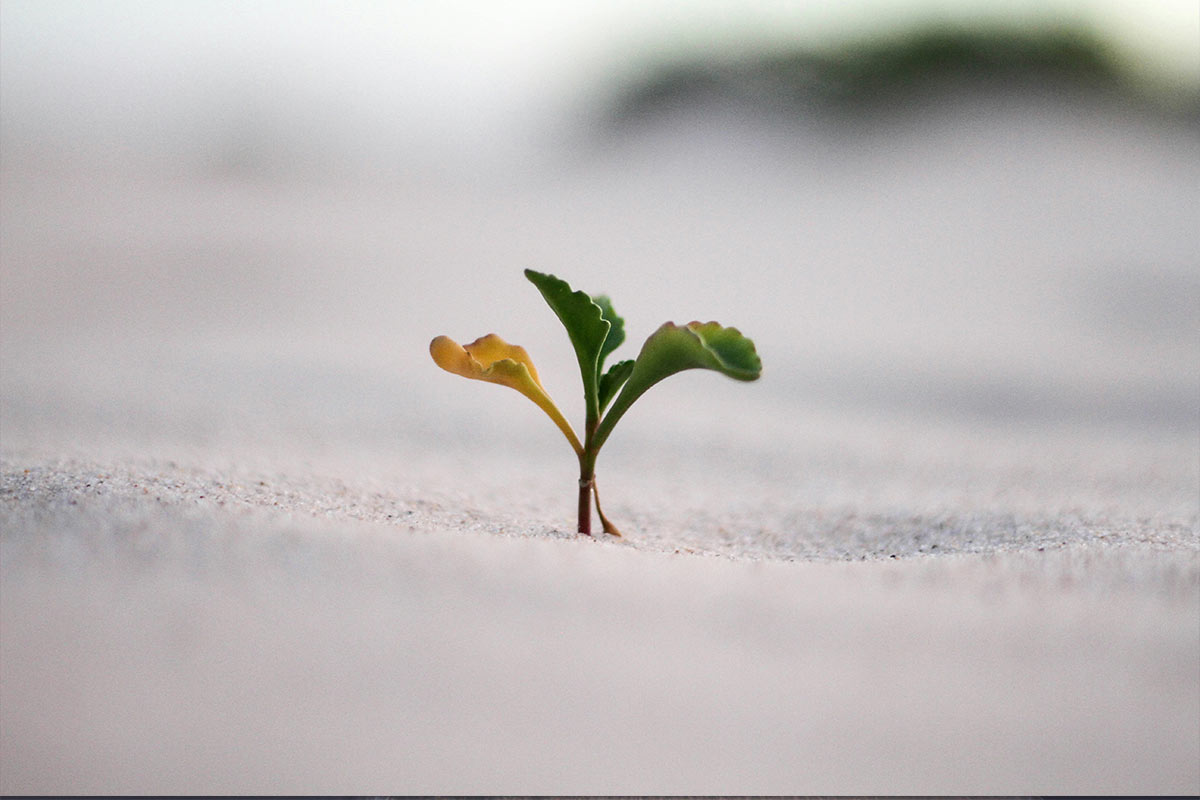 Growth hacking et stratégie d'acquisition data-driven